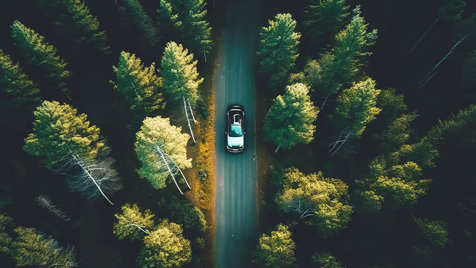car forest